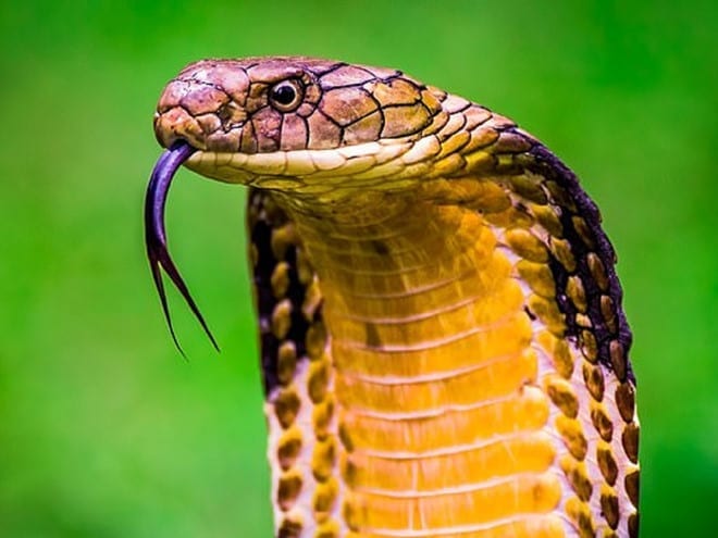 Nọc rắn có thể tiêu diệt tế bào ung thư vú và đại trực tràng /// Ảnh minh họa: Shutterstock