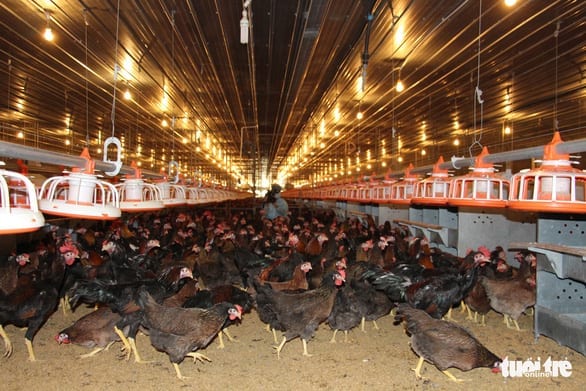 Đưa gà giống Việt nuôi theo công nghệ hiện đại xuất khẩu ra thế giới - Ảnh 2.