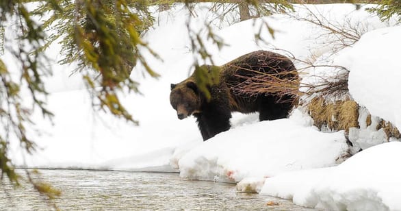 Thời tiết ấm kỷ lục, gấu ngủ đông tỉnh dậy sớm cả 2 tháng - Ảnh 1.