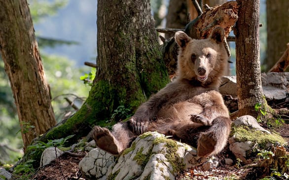 Thời tiết ấm kỷ lục, gấu ngủ đông tỉnh dậy sớm cả 2 tháng - Ảnh 2.