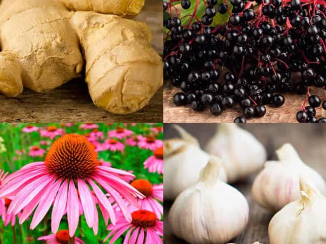 Gừng, tỏi, hoa cúc tím, quả mọng... là những thực phẩm giúp cơ thể tăng sức đề kháng /// Ảnh minh họa: Shutterstock