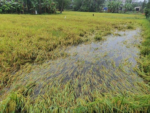 Nhiều nơi nắng hạn, Thừa Thiên Huế lại ngập vì mưa, vụ mùa bị đe dọa - Ảnh 2.