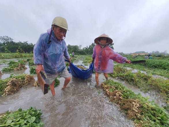 Nhiều nơi nắng hạn, Thừa Thiên Huế lại ngập vì mưa, vụ mùa bị đe dọa - Ảnh 4.