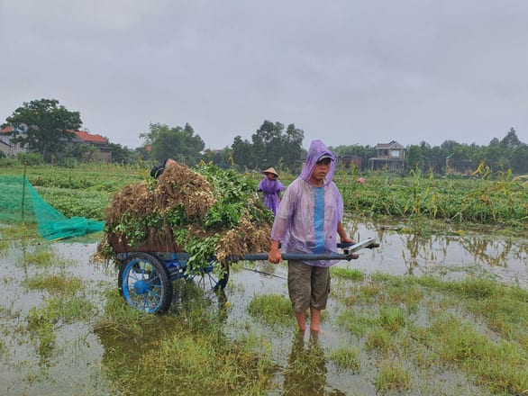 Nhiều nơi nắng hạn, Thừa Thiên Huế lại ngập vì mưa, vụ mùa bị đe dọa - Ảnh 7.