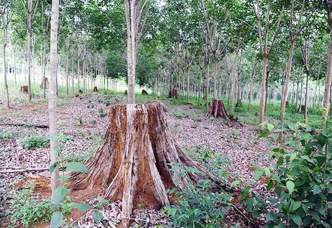 Cây rừng cổ thụ ở H.Bảo Lâm bị triệt hạ để trồng cao su
