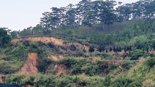 Vì đâu rừng Lâm Đồng tan hoang ? Dự án hơn 25.000 tỉ đồng để... mất rừng1