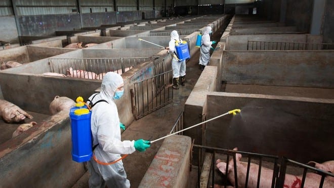 Nhân viên thú y khử trùng một trại chăn nuôi heo ở Chiết Giang, Trung Quốc /// Reuters