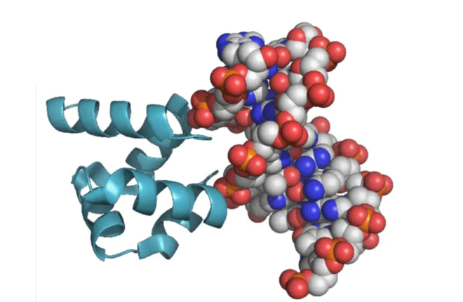 Một mô hình kết dính giữa protein (ruy băng xanh) và ADN /// Viện Khoa học Weizmann 