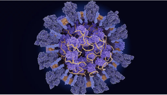 Biến chủng mới của virus corona đang lây lan mạnh hơn chủng virus ở Vũ Hán - Ảnh 1.