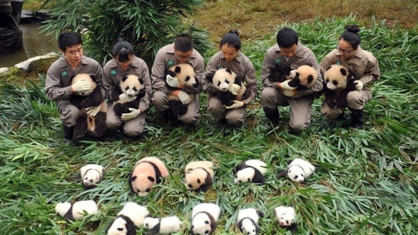 Lo cứu gấu trúc, Trung Quốc bỏ lơ loài khác - Ảnh 4.