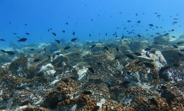 Hệ sinh thái đại dương đang bên bờ vực sụp đổ do nước biển ấm lên - Ảnh 1.
