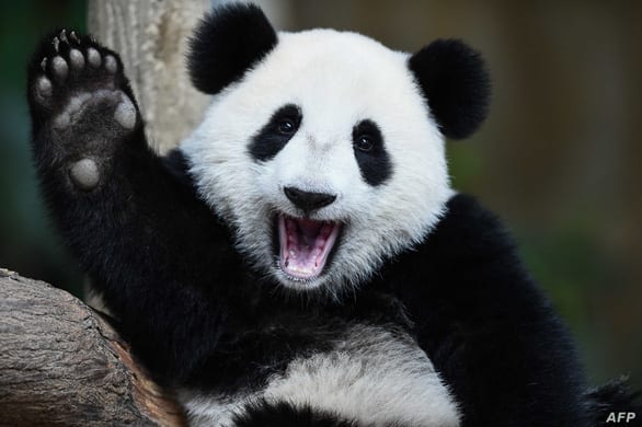 Lo cứu gấu trúc, Trung Quốc bỏ lơ loài khác - Ảnh 2.