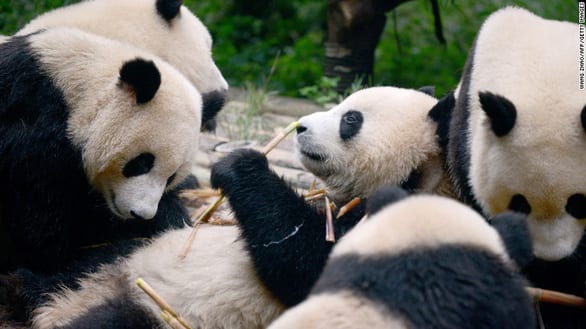 Lo cứu gấu trúc, Trung Quốc bỏ lơ loài khác - Ảnh 1.