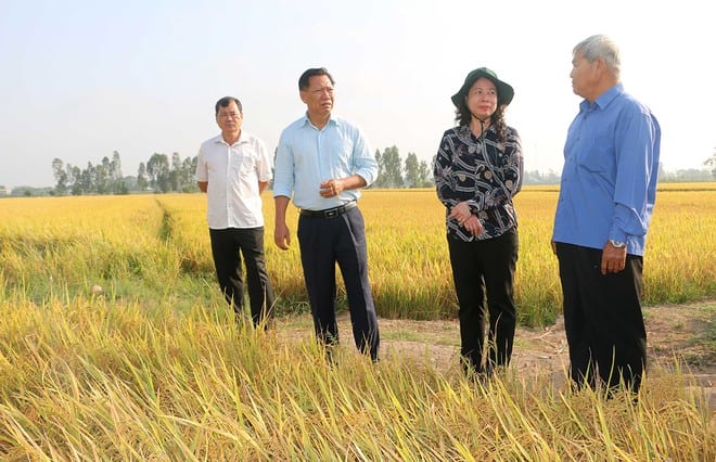 Bà Võ Thị Ánh Xuân, Ủy viên T.Ư Đảng, Bí thư Tỉnh ủy An Giang, thăm mô hình sản xuất nếp ở H.Phú Tân, An Giang