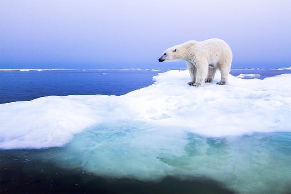 Khí hậu Bắc Cực đổi mới - Ảnh 1.