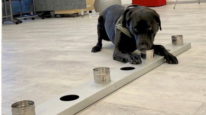 Một con chó tham gia phát hiện bệnh Covid-19 tại sân bay Helsinki-Vantaa ở Phần Lan /// Reuters