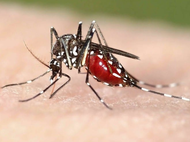 Sự kết hợp của hai loại virus lây truyền từ muỗi là virus Zika và Chikungunya có thể là nguyên nhân gây đột quỵ /// Ảnh minh họa: Shutterstock 