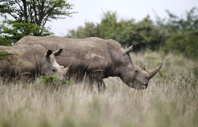 Những con tê giác cái tại Vườn quốc gia Nairobi, Kenya /// Reuters