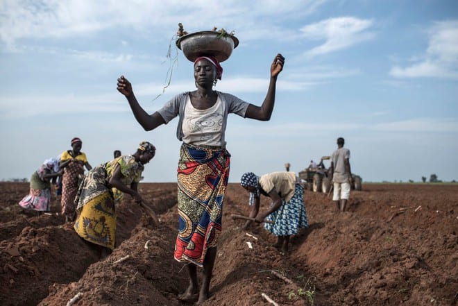 Nông dân trồng khoa mì tại Nigeria /// AFP