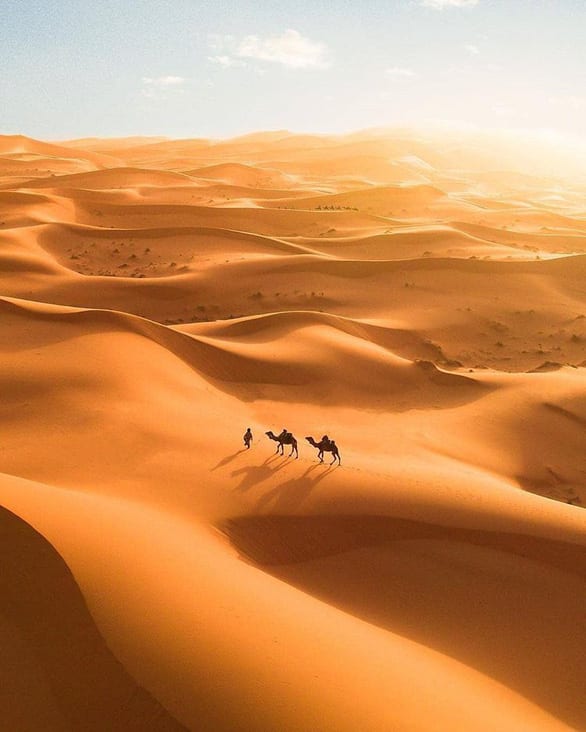 Kỳ lạ khi phát hiện có 1,8 tỉ cây xanh ở vùng đất chết Sahara - Ảnh 2.