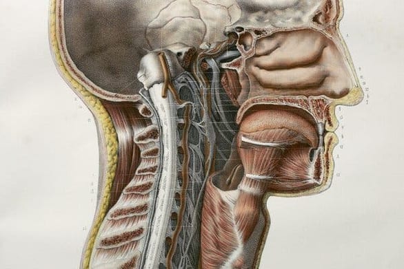 Phát hiện cơ quan hoàn toàn mới trong cơ thể người: tuyến nước bọt thứ 4 - Ảnh 1.
