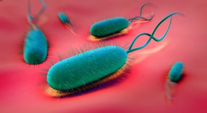 Vi khuẩn H. pylori /// Ảnh: Shutterstock