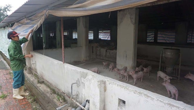 Chăn nuôi áp dụng các biện pháp an toàn sinh học giúp phòng tránh dịch tả lợn châu Phi 