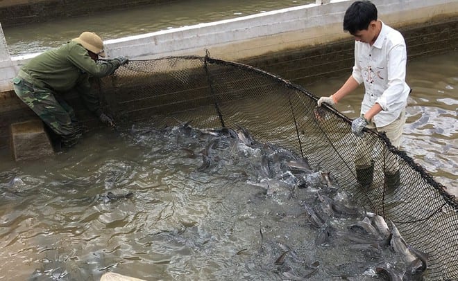 Người nuôi cá tầm ở Lâm Đồng đang gặp khó /// ẢNH: GIA BÌNH