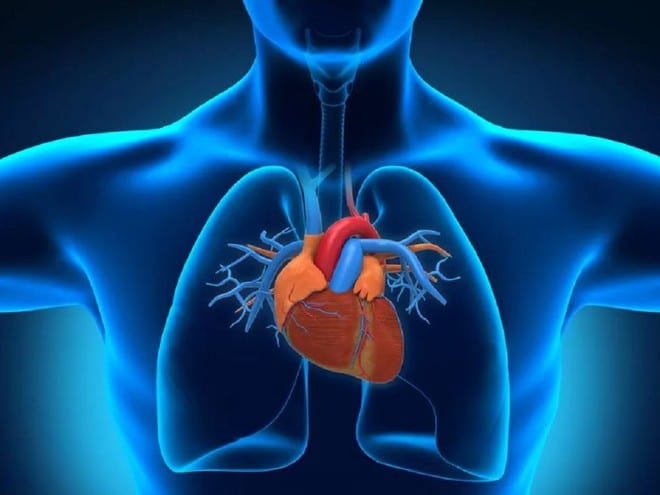 Tim nhân tạo có thể giúp tăng cơ hội sống sót cho những người cần ghép tim /// Ảnh: Shutterstock