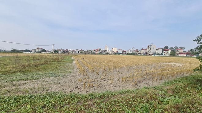 Dự án Khu nhà ở thôn Đông Yên, xã Đông Phong, H.Yên Phong (Bắc Ninh) vẫn chỉ là đồng ruộng, chưa có hạ tầng nhưng môi giới đã rao bán rầm rộ /// Ảnh Lê Quân