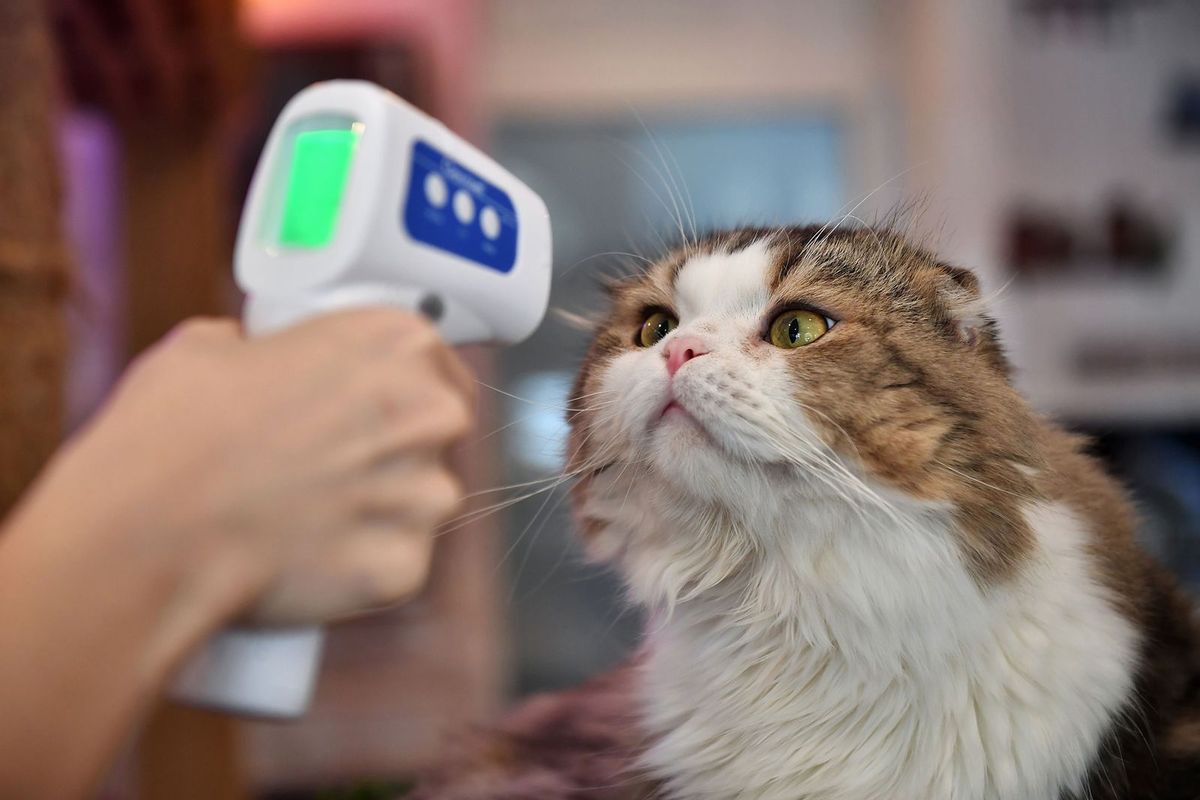 Mèo thuộc nhóm các loài động vật có khả năng bị virus Corona xâm nhập /// AFP