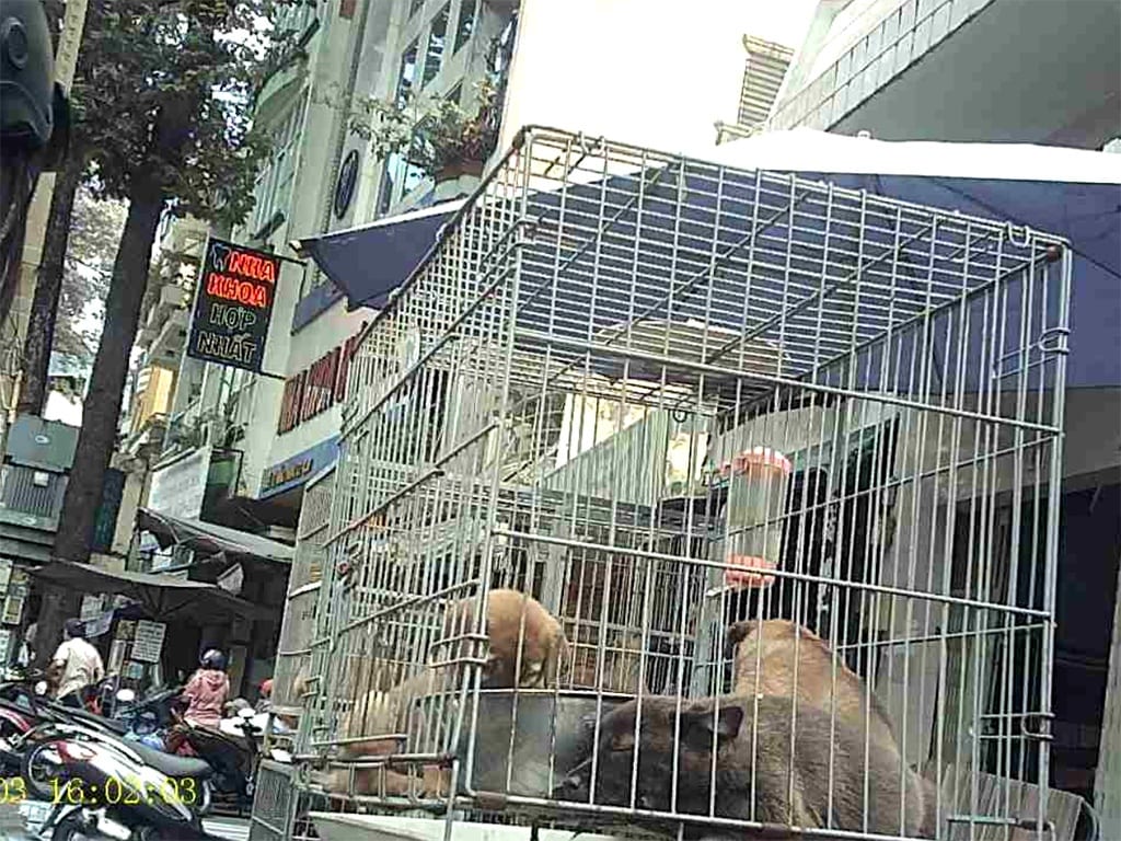 Táo tợn trộm chó ở vùng ven Sài Gòn: Ma trận trộm - cò chuộc chó - ảnh 1