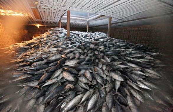 Các nước Thái Bình Dương khổ vì nạn đánh bắt cá lậu - Ảnh 3.