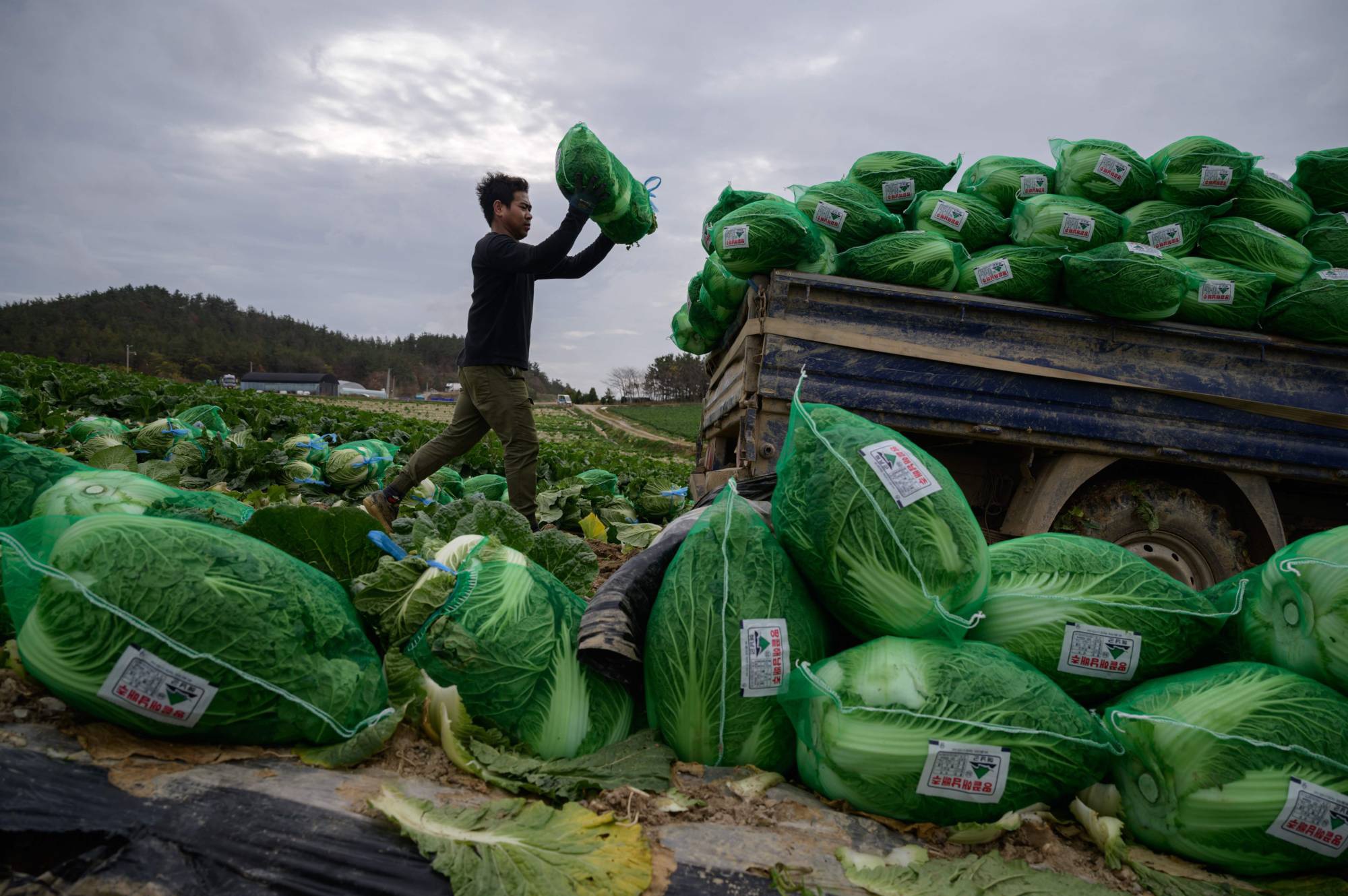 Lao động nhập cư tại nông trại gần thành phố Mokpo, Hàn Quốc /// AFP