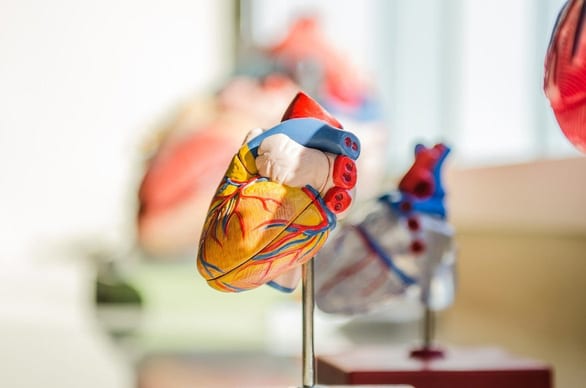 Chế tạo trái tim nhân tạo hoàn chỉnh đầu tiên trên thế giới - Ảnh 1.