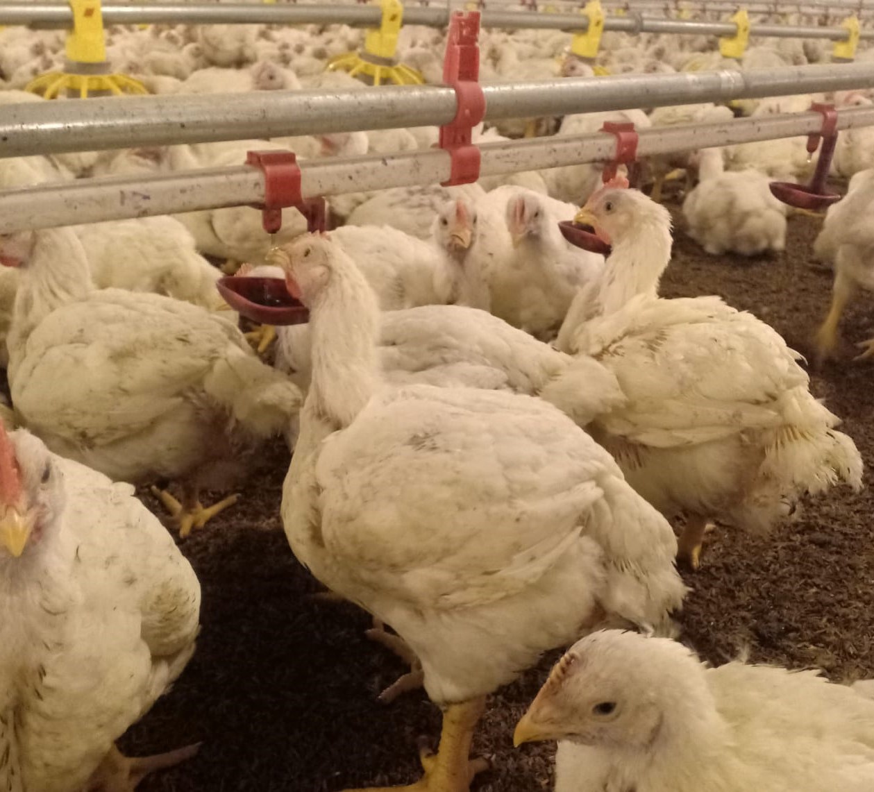 Loạt nhà máy giết mổ gia cầm đóng cửa, khiến lượng gà công nghiệp tồn tại các trang trại lên hàng triệu con /// Ảnh: L.N