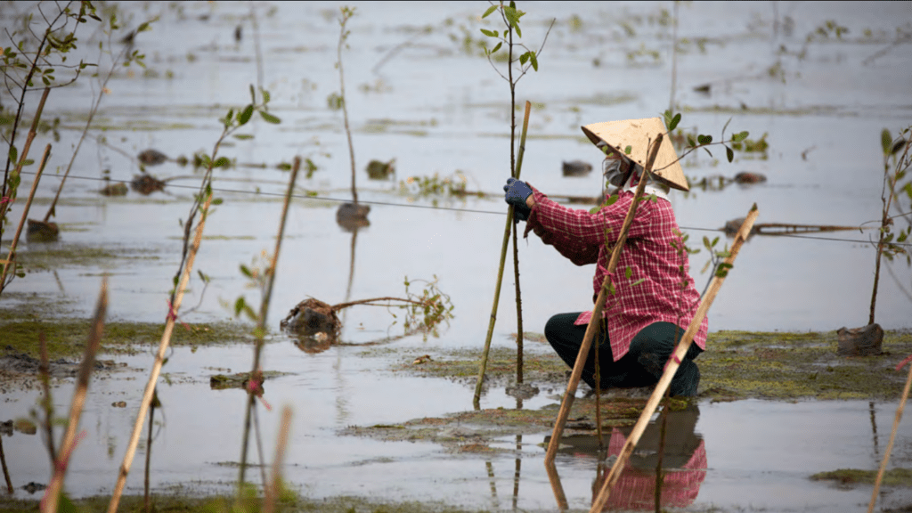 Dự án hướng tới việc trồng rừng ngập mặn ở phá Tam Giang (tỉnh Thừa Thiên - Huế) /// Trung tâm Nghiên cứu Phát triển Xã hội