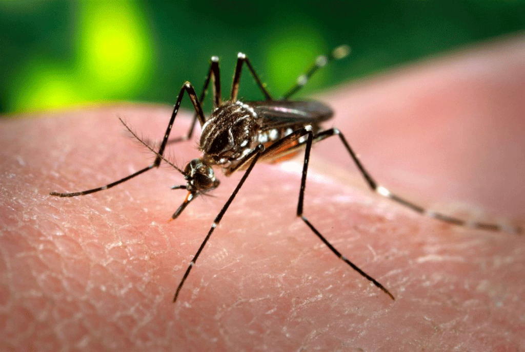 Muỗi đốt không làm lây truyền Covid-19, tuy nhiên, cần ngừa muỗi đốt tại gia đình để phòng bệnh sốt xuất huyết /// ẢNH MINH HỌA REUTERS