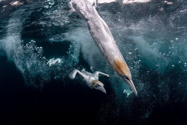 Ngắm biển xanh sâu thẳm và rực rỡ qua giải thưởng Nhiếp ảnh đại dương - Ảnh 2.