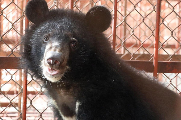 National Geographic: Công nghiệp mật gấu ở Việt Nam đang lụi tàn - Ảnh 1.
