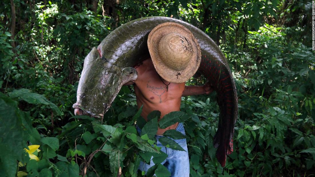 Giải cứu 'kẻ hủy diệt' của vùng Amazon - ảnh 1