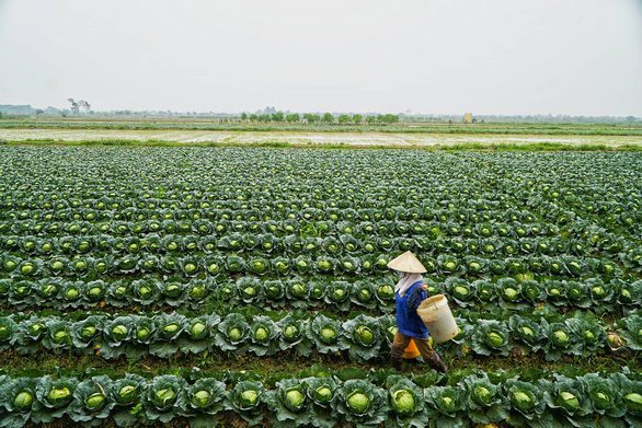 Năm 2050, nông thôn Việt không còn hộ nghèo, trở thành nơi đáng sống - Ảnh 1.
