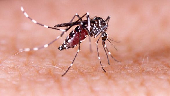 Mỹ thả hơn 2 tỉ con muỗi biến đổi gene, liệu có kiểm soát được? - Ảnh 1.