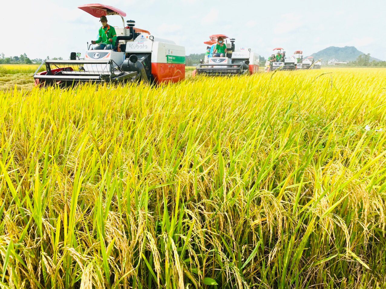 Sản lượng lúa giảm 165.000 tấn, thị trường xuất khẩu gạo tháng 4 sẽ sôi động - ảnh 1