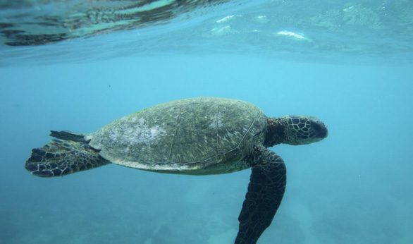 Nghiên cứu mới cảnh báo nguy cơ đại tuyệt chủng dưới biển do nhiệt độ tăng - Ảnh 1.