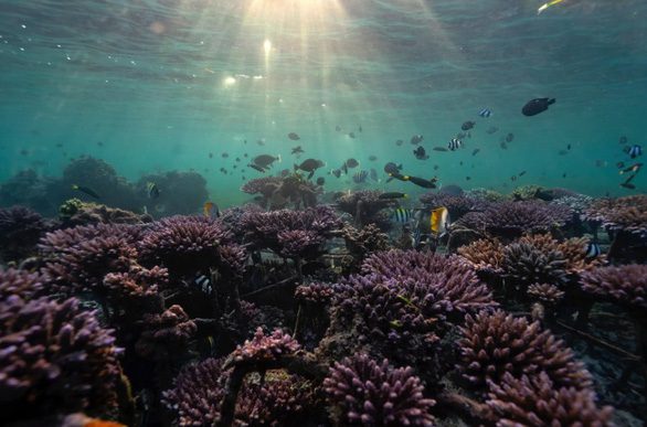 Nghiên cứu mới cảnh báo nguy cơ đại tuyệt chủng dưới biển do nhiệt độ tăng - Ảnh 2.