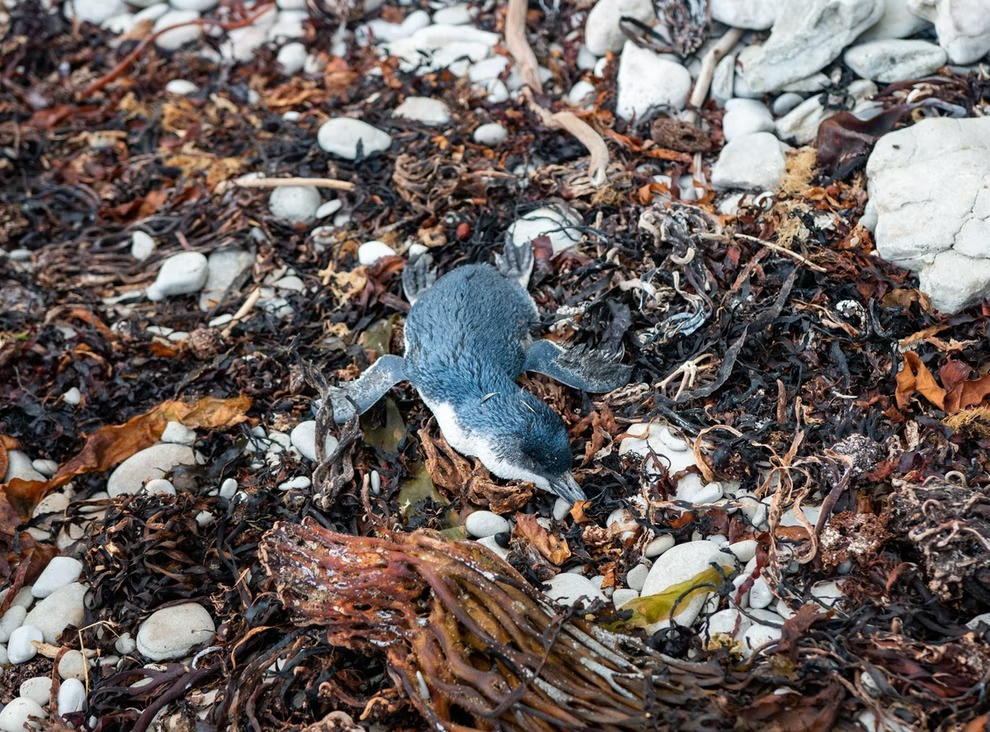 Hàng trăm chim cánh cụt chết trên bờ biển mỗi ngày ở New Zealand - ảnh 1