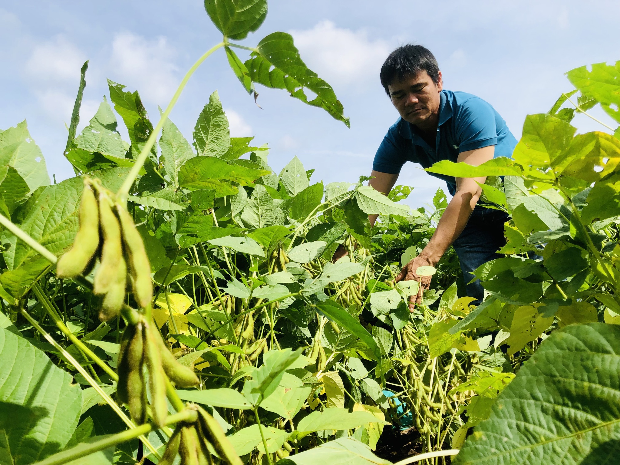 Nông dân thu lãi 50 triệu đồng/ha nhờ trồng đậu nành giống mới - ảnh 1