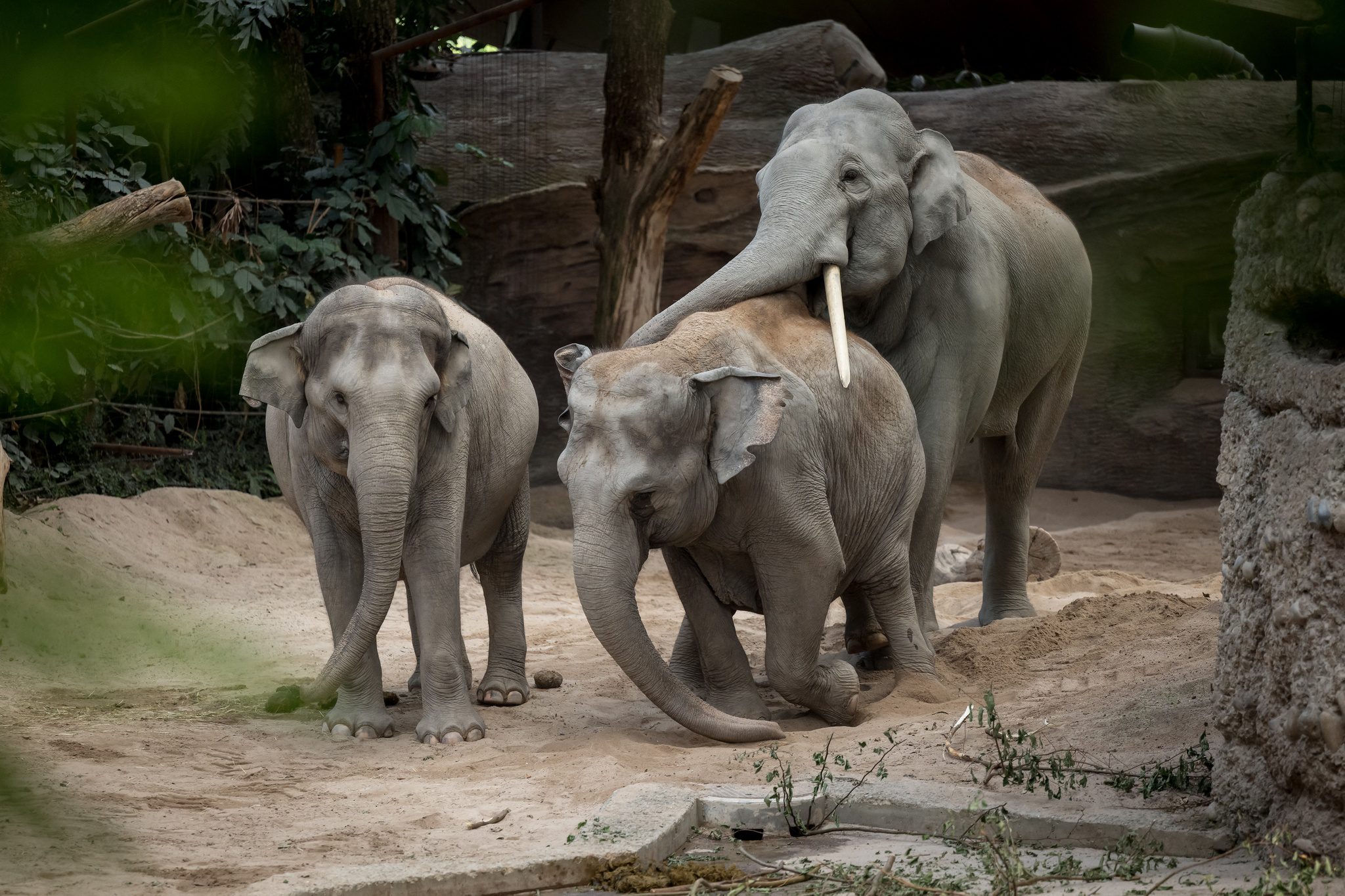 Virus bí ẩn giết chết một loạt voi con trong vườn thú Thụy Sĩ - ảnh 1