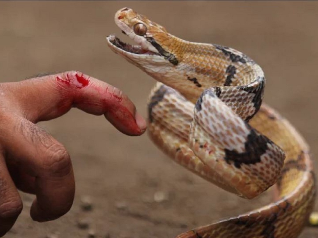 Bị rắn độc cắn, dùng miệng hút tại vết thương có an toàn không? - ảnh 1
